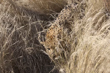 Zelfklevend Fotobehang Leopard © Ursula