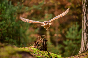 Owl hidden in the woods. A wild scene from the natural environment. (Tyto alba)