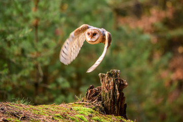 Owl hidden in the woods. A wild scene from the natural environment. (Tyto alba)