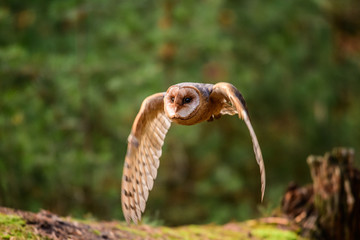Owl hidden in the woods. A wild scene from the natural environment. (Tyto alba)
