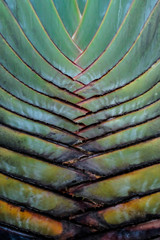 banana leaf texture background