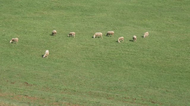 Pecore al pascolo nelle Langhe Piemontesi