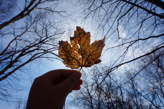 The Maple Leaf