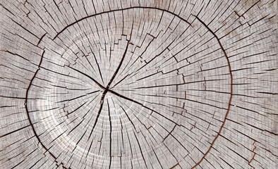 Fototapeta premium Old tree stamp texture background