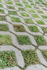 paving stones / Paving stones with different grasses and wild herbs 