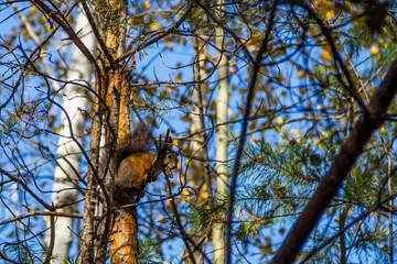 funny red squirrel sitting on a branch in the Park and eats a nut

