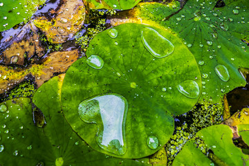 Water lily leaves with water drops, closeup. Green waxy leaves floating on water, after rain.