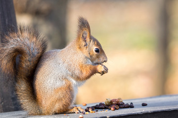 red squirrel on a branch in autumn