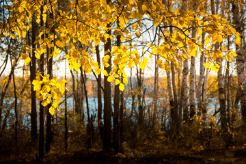 Autumn forest lake. Beautiful nature background