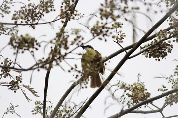 Bird On The Tree