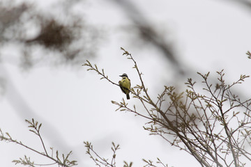 Bird On The Tree