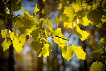 Autumn beech leaves decorate a beautiful nature bokeh background with forest ground