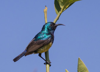 Yellow-bellied Sunbird in a lemon tree