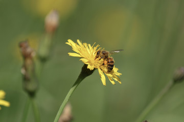 Bee & Pollination