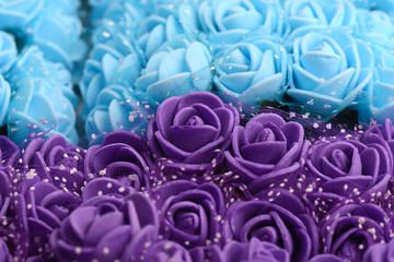 blue rose background, close up shot, valentine day concept.