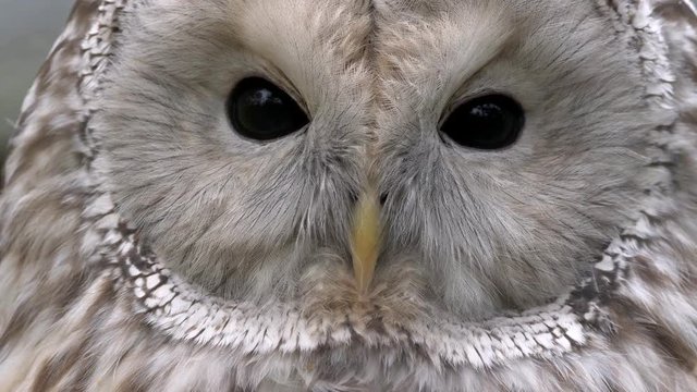 Ural owl (Strix uralensis) portrait