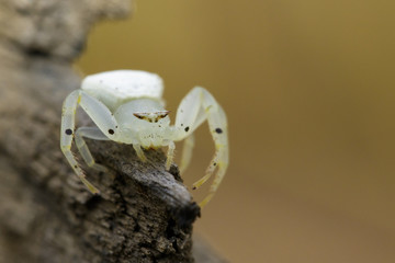 Image of white crab spider (Thomisus spectabilis) on dry branches. Insect Animal.