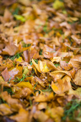Abstract view of dewy autumn leaves on grass