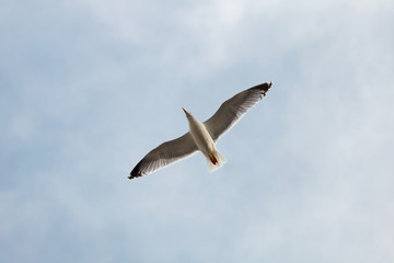 Seagull in flight