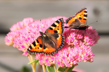 Two orange butterflies sitting on a pink flower.