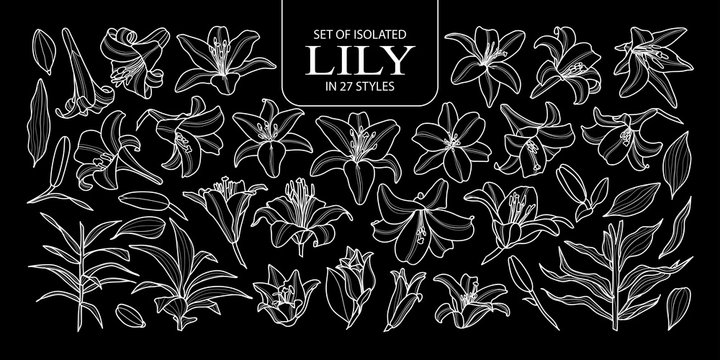 Set of isolated lily in 27 styles. Cute hand drawn flower vector illustration only white outline.