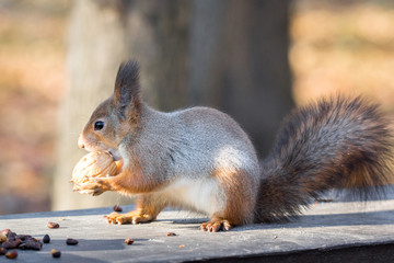 red squirrel on a branch in autumn