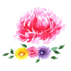 Wildflower aster flower in a watercolor style isolated. Full name of the plant: aster. Aquarelle wild flower for background, texture, wrapper pattern, frame or border.