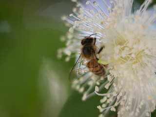 Bee