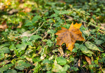 Orangenes Herbstblatt liegt auf Waldboden, von oben fotografiert