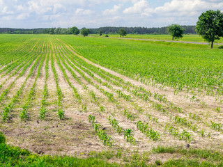 Young Green Corn Plants Growing In Rows