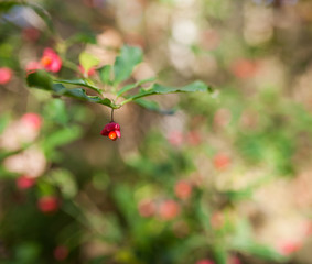 Close up of red flower with blurry green background