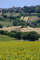 Fototapeta na wymiar Summer landscape in Marches (Italy) near Recanati