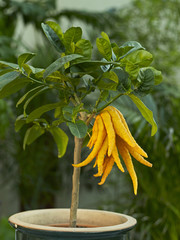 Close up of Citrus media or Buddha's Hand