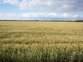 Rye Field In Summer