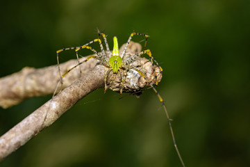 Image of Malagasy green lynx spider (Peucetia madagascariensis) on dry branches. Insect, Animal.