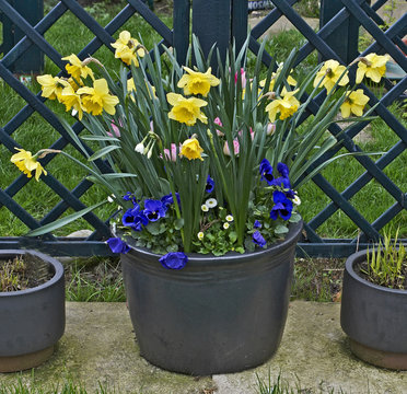 A garden pation with container planted with spring Daffodils