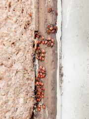 Firebugs sitting on a weathered wall