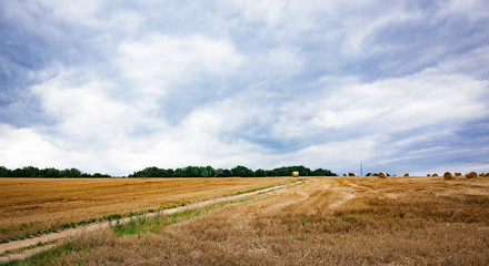 Fototapeta na wymiar Cartway in rural area on a orange field
