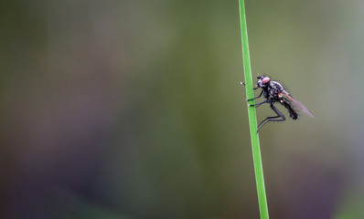 Stubenfliege sitzt auf einem Blatt, Makroaufnahme