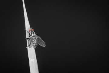 Stubenfliege sitzt auf Grashalm, schwarzer Hintergrund