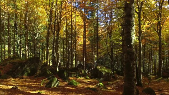 4K - Bosco con faggi e betulle in autunno