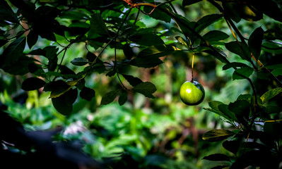 Green fruit illuminated by sunlight and surrounded by green leafs