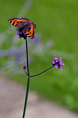 Close up of a small tortoiseshell butterfly on Verbena bonarsiensis