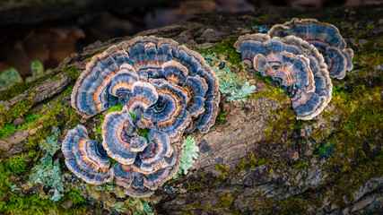 Colorful blue and orange ringed fungi growing from a decomposing log on the forest floor - obrazy, fototapety, plakaty