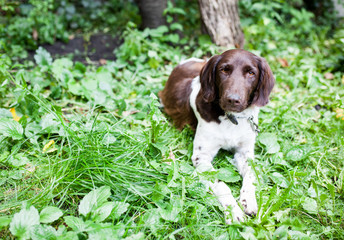 A dog sitting in the garden and looking into camera