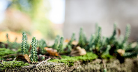 Young conifers growing on an old stone wall