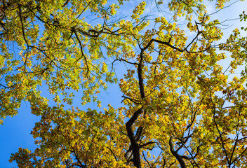Zweige mit Blättern im Herbst mit blauem Himmel