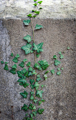 Grüner Efeu wächst an einer Steinwand 1