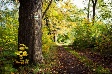Waldweg im Herbstwald mit Baumstamm im Vordergrund