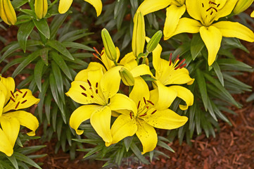 Obraz premium Close up of Lilium Yellow Joy in a country garden